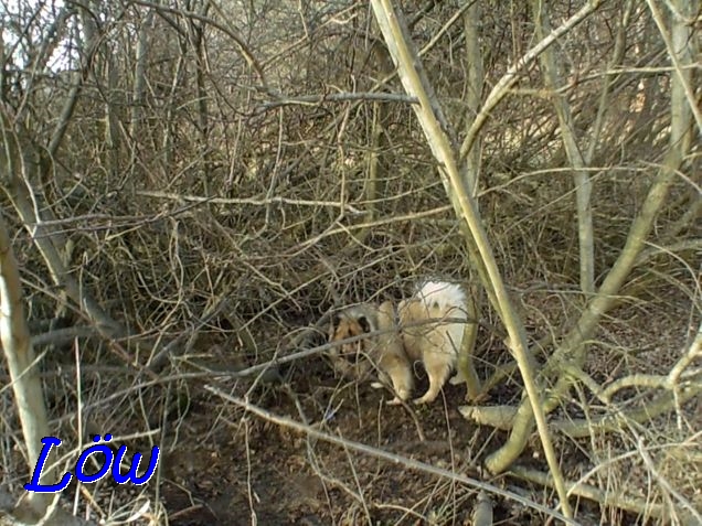 23.2.2021 - In der Waldsumpfinsel